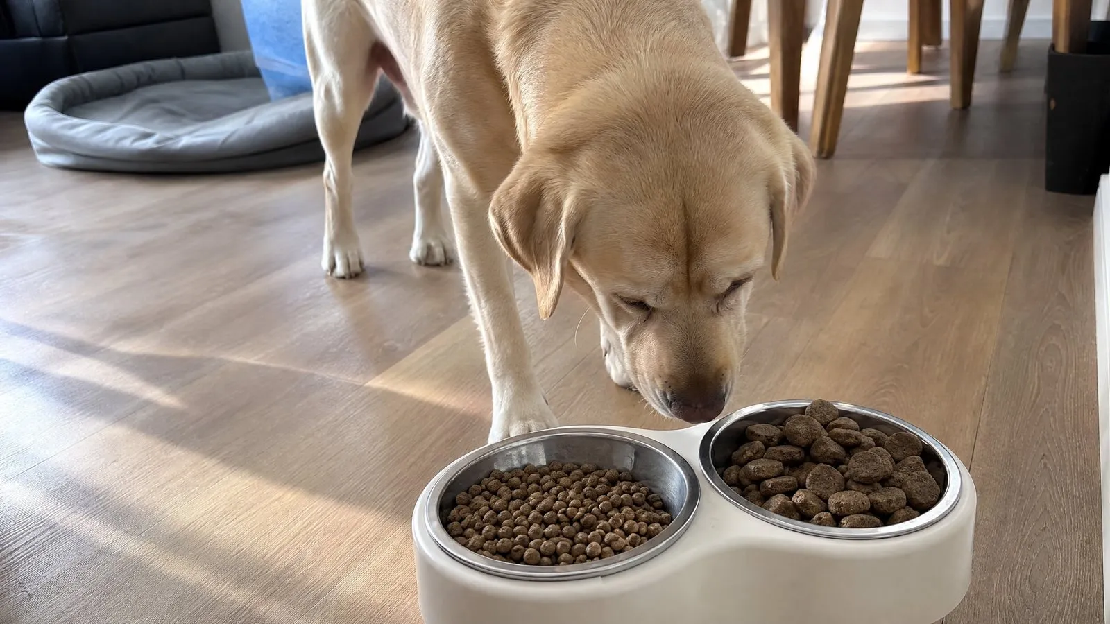 Two food bowls side by side, one with small puppy kibble and one with larger adult kibble, as a half-grown Labrador lowers its head to sniff on a wood floor in natural side light.