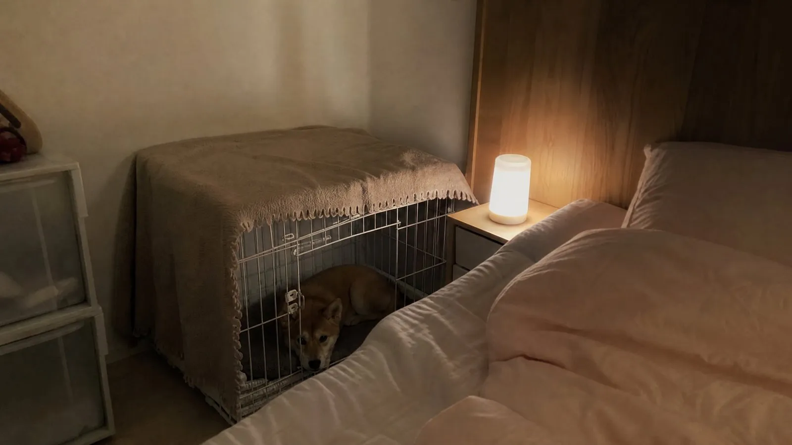 A Shiba Inu puppy lies inside a blanket-draped crate beside a bed at night, lit by the warm glow of a small nightstand lamp in a quiet bedroom.