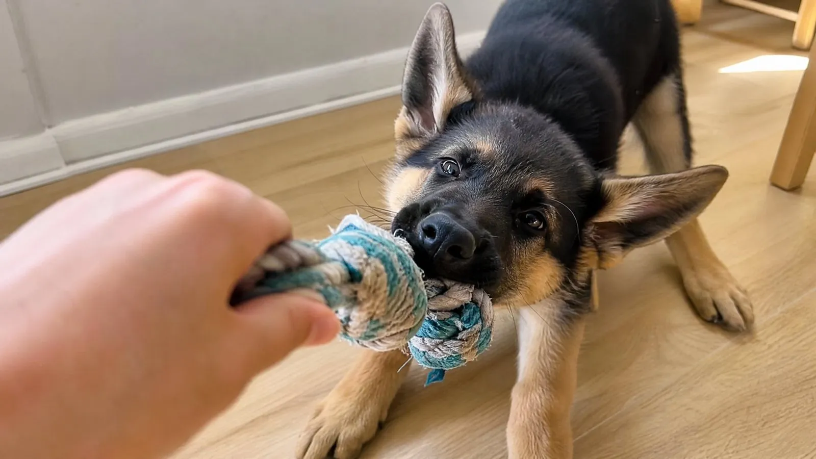 A German Shepherd puppy tugs a rope toy held in its owner's hand on a wood floor in natural light, an action close-up of real photography.