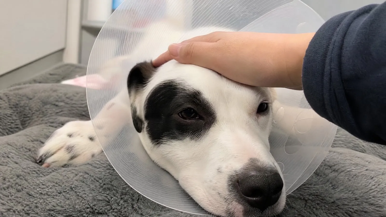 A young dog wearing an Elizabethan cone rests on a soft pad in a vet clinic while its owner gently strokes its head in soft light.
