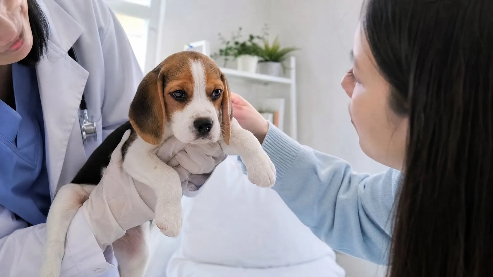 In a bright veterinary clinic, a gloved vet gently holds a beagle puppy for examination while the owner softly strokes the dog, documentary medical photography in soft light.