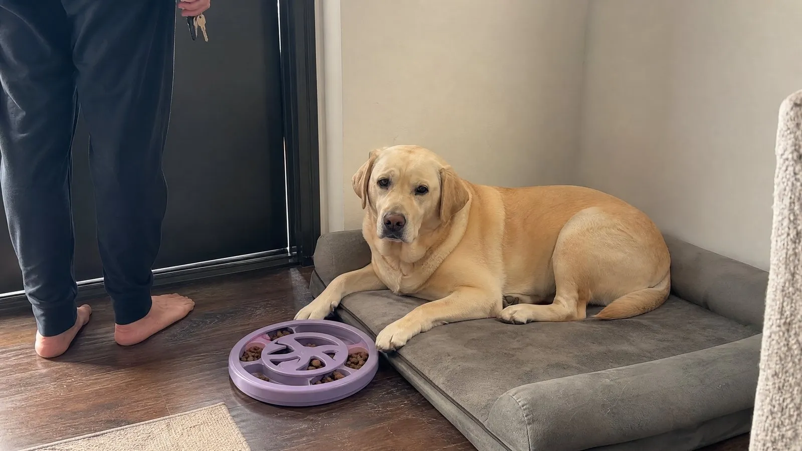 A calm adult Labrador rests on a mat by an apartment door with a stuffed food puzzle nearby, as an owner's legs and hand holding keys show them about to leave in natural light.