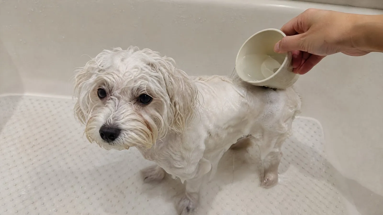A wet Bichon puppy stands on a non-slip bath mat while its owner gently pours warm water from a small cup over its soapy back in soft bathroom light.