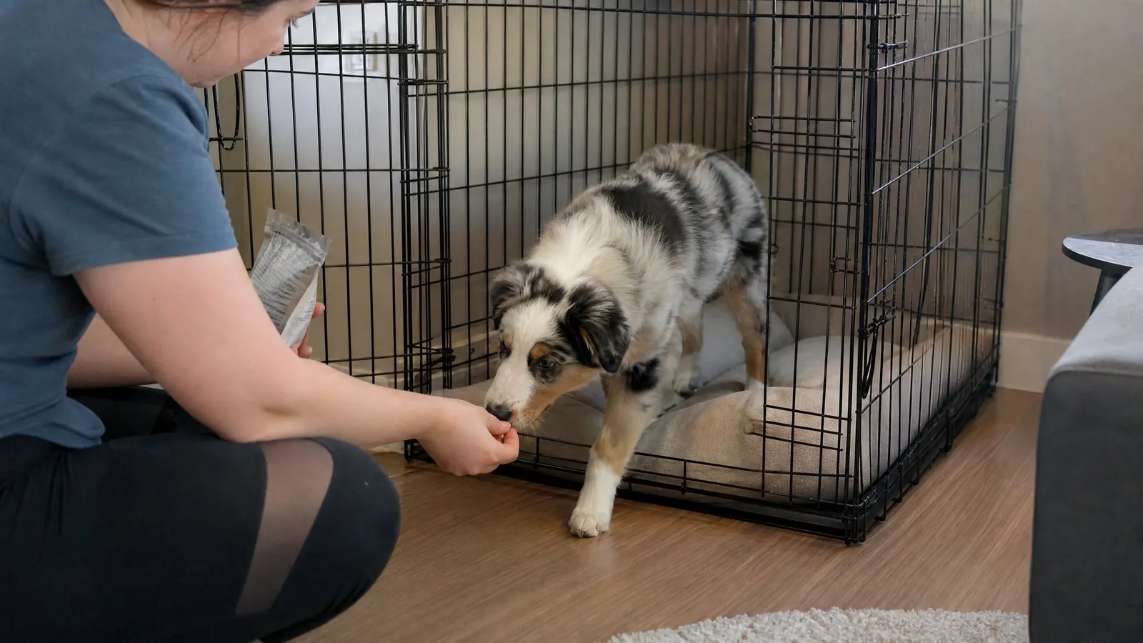 An Australian Shepherd puppy voluntarily walks into a padded metal crate while its owner crouches beside it holding a treat reward, candid training moment in a naturally lit living room.