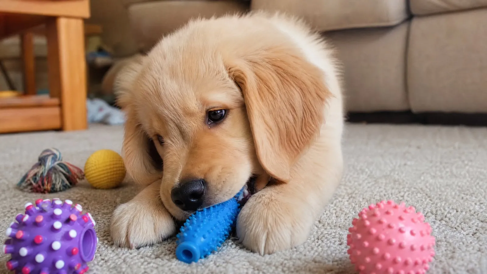 A golden retriever puppy lies on a carpet chewing a rubber teething toy, with several different chew toys scattered nearby in soft natural light.