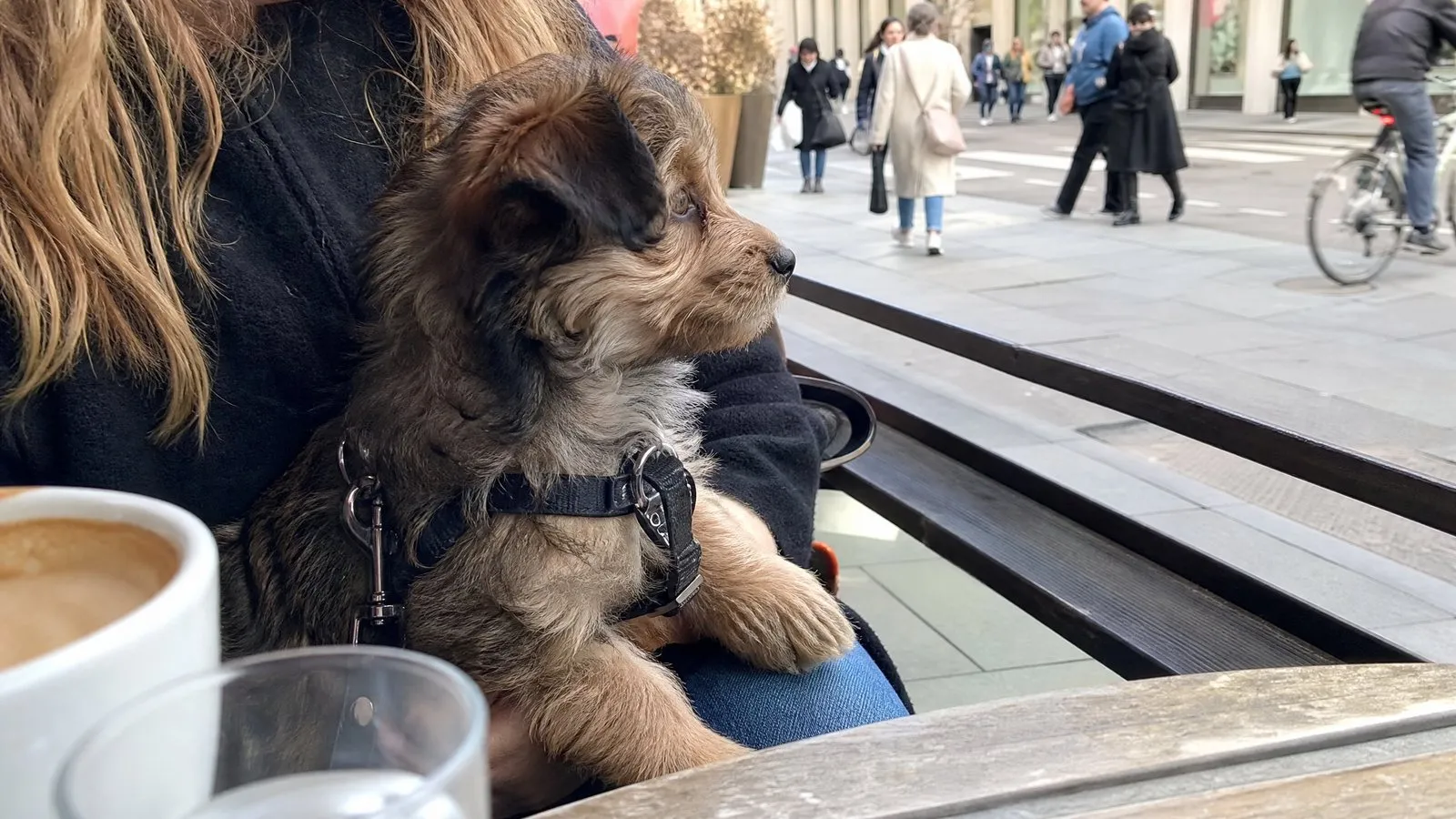 A small mixed-breed puppy sits on its owner's lap on an outdoor cafe terrace, curiously watching people and bicycles pass by in a natural-light city scene.