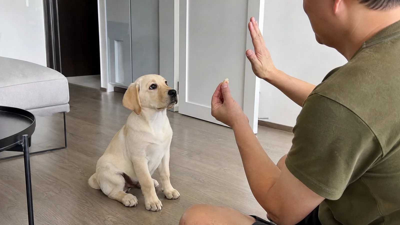 A Labrador puppy sits attentively in a living room, watching its owner's raised hand signal while the owner holds a treat in the other hand, a real training scene in natural light.