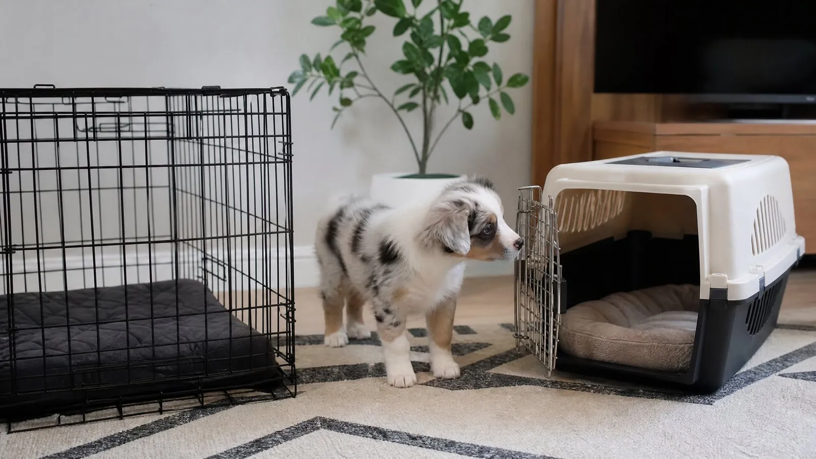A spacious living room corner with a metal wire dog crate beside a plastic travel kennel, and an Australian Shepherd puppy standing between them looking curious in natural light.