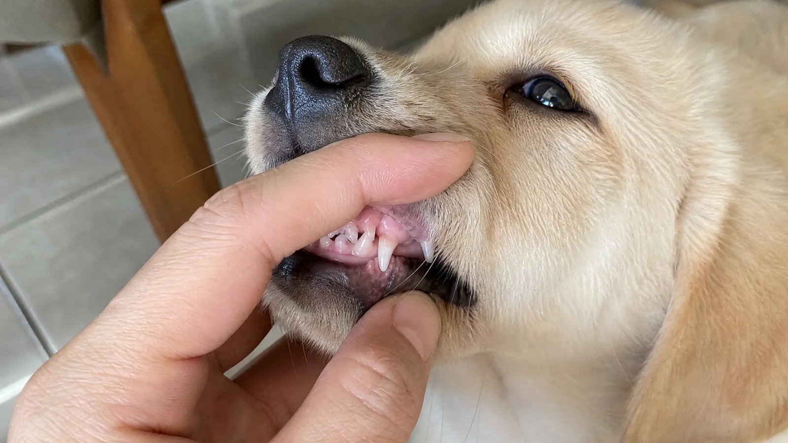 An owner gently lifts a Labrador puppy's lip to check its teeth in a close-up, with the puppy cooperating calmly in soft natural light.