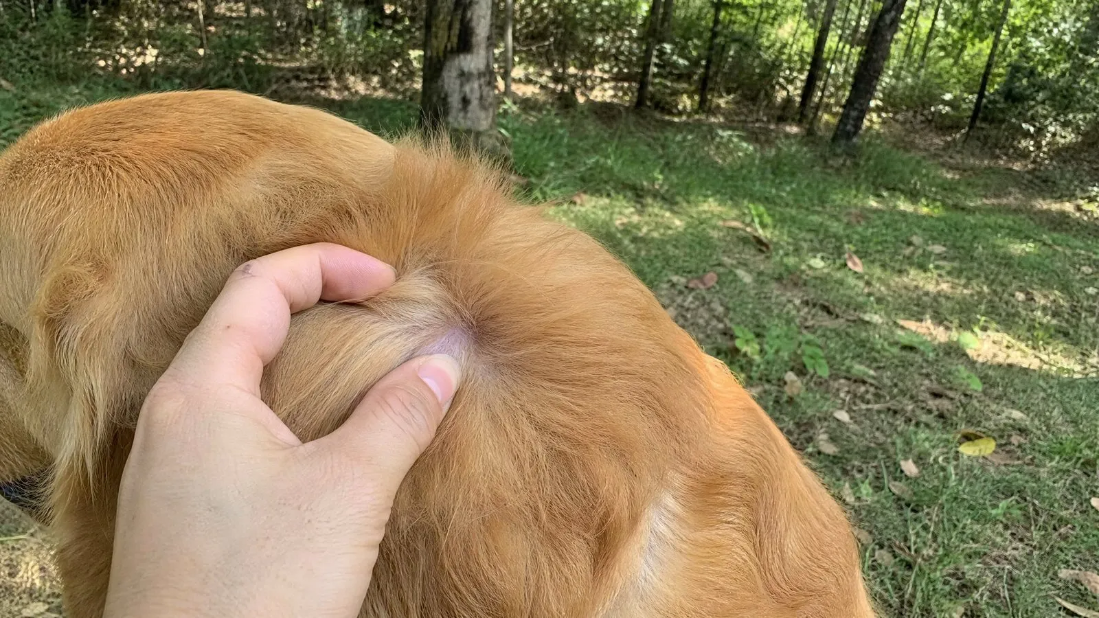 A dog owner parts the fur of a golden retriever to check its skin on a grassy lawn in warm summer afternoon light, with woodland in the background, in a true-to-life photography style.
