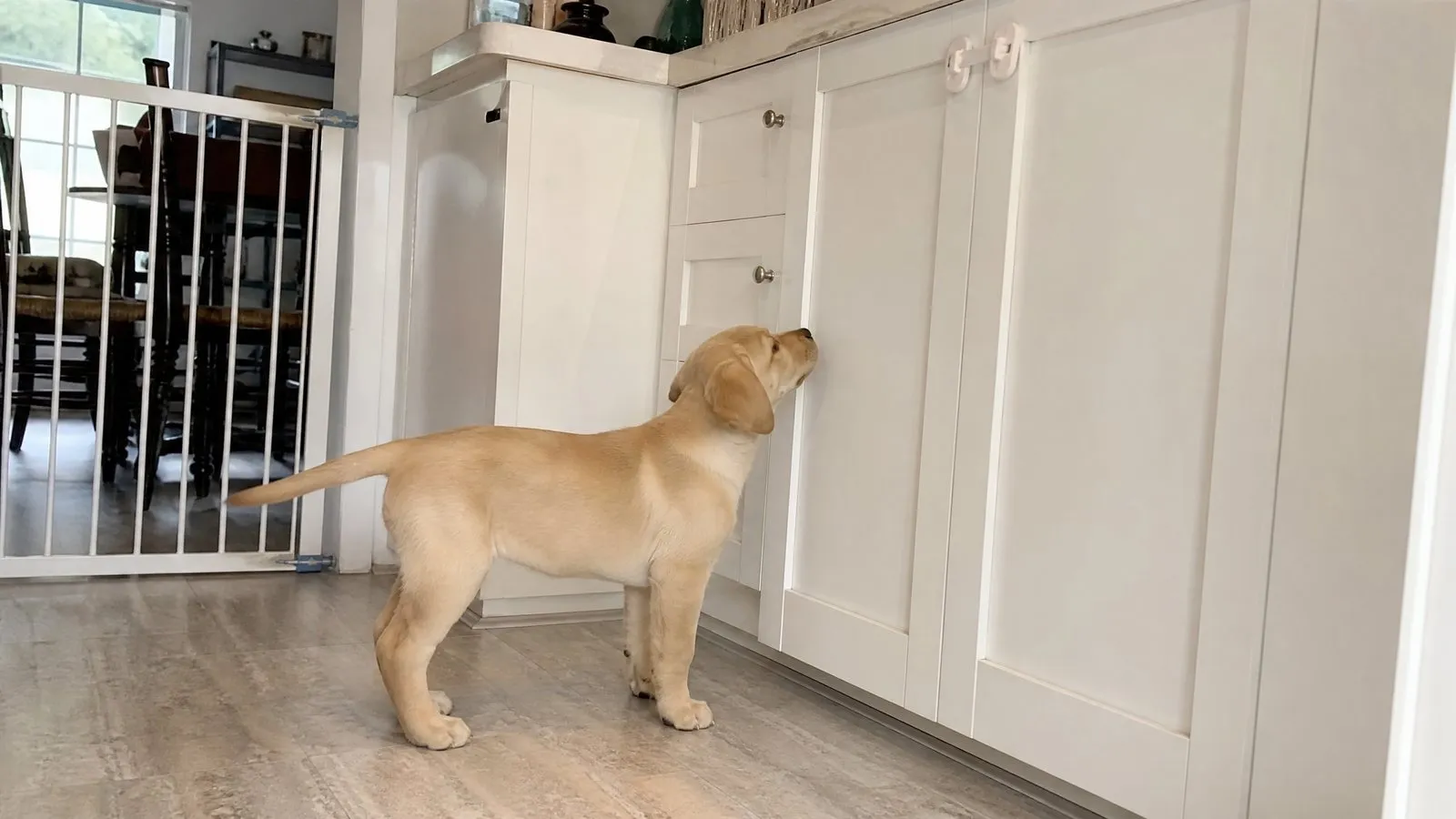 A low-angle view of a modern kitchen where a Labrador puppy stands on the floor looking up at a cabinet fitted with a child safety lock, with a baby safety gate on the floor nearby in soft morning light, realistic home photography.