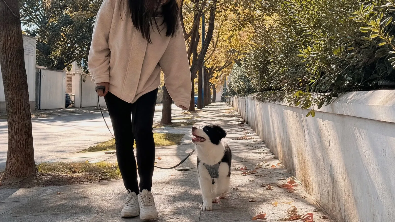A border collie puppy in a harness walks on a loose leash at its owner's left side on a quiet neighborhood sidewalk, looking up at the owner, with autumn leaves and warm afternoon light.